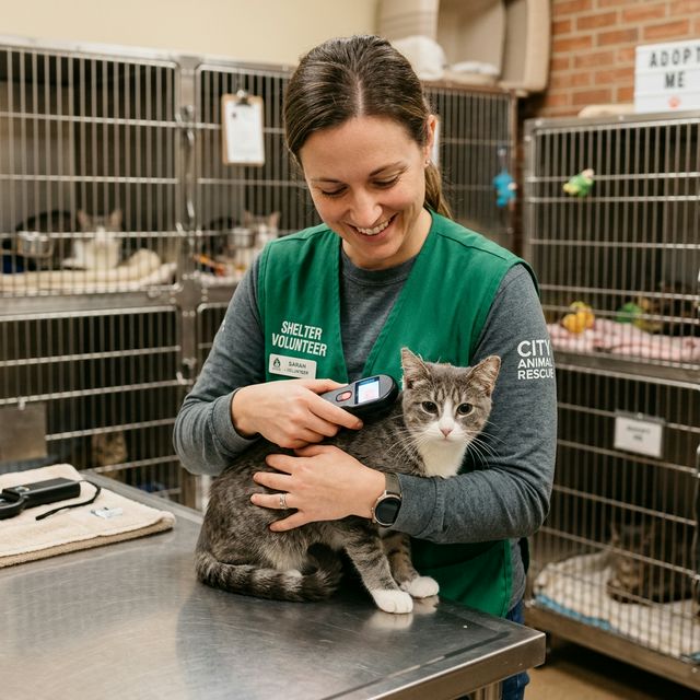 Sokak Kedilerinde Mikroçip Devrimi: Barınaklarda Yeni Dönem Başlıyor!